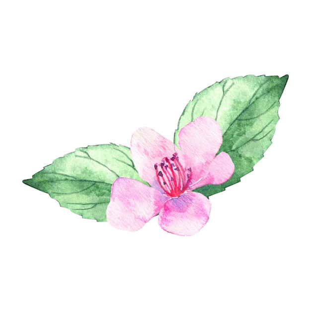 Fleur de cerisier aquarelle