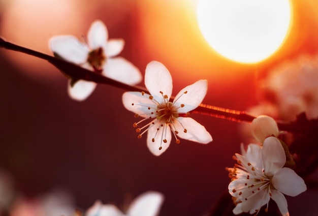Fleur de cerisier à l'arrière-plan flou du soleil éclatant au crépuscule. Mise au point sélective.
