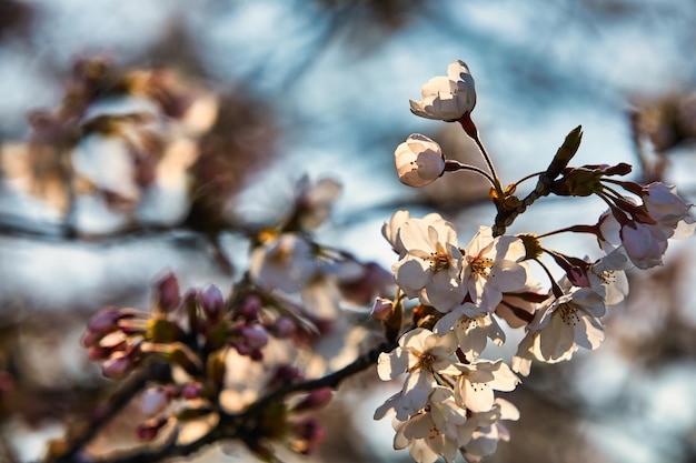 fleur de cerisier au bord de la rivière en corée du sud joenju