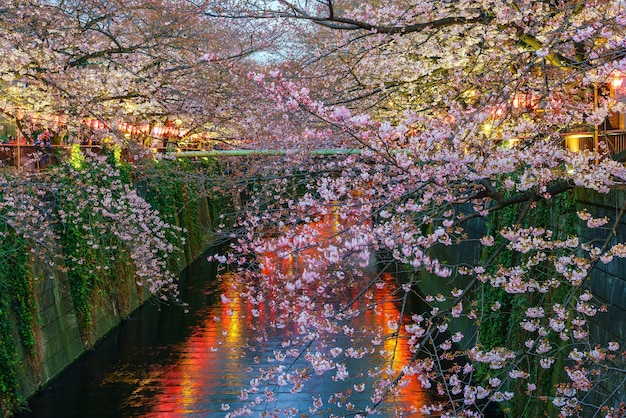 Fleur de cerisier au canal Meguro au crépuscule à Tokyo, Japon