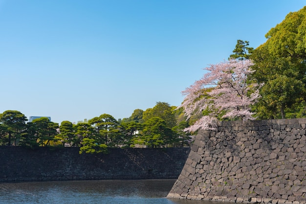 Photo fleur de cerisier au palais impérial de tokyo