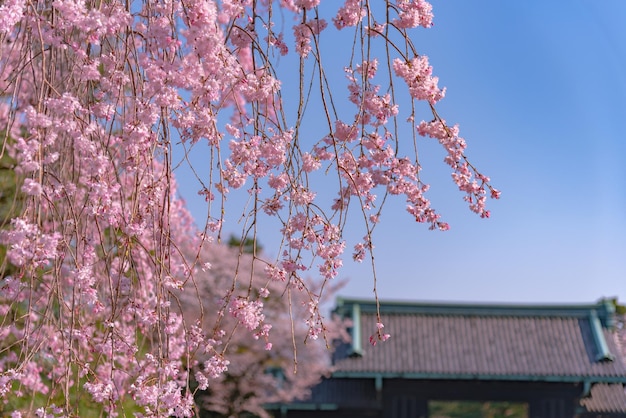 Photo fleur de cerisier au palais impérial de tokyo