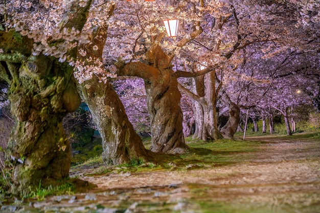 Fleur de cerisier au pont Kintaikyo ville d'Iwakuni Japon la nuit