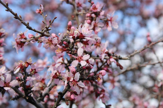 fleur de cerisier au printemps.Une branche d'un arbre à fleurs roses