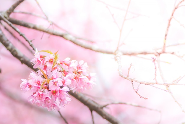 Fleur De Cerisier Au Printemps Avec Flou Artistique, Flou, Fleur De Cerisier Floue, Fleur De Bokeh