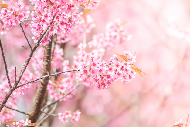 Fleur de cerisier au printemps avec flou artistique