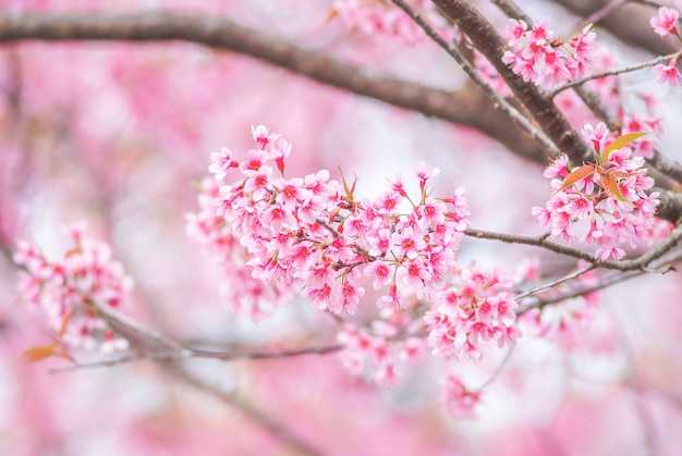 Fleur de cerisier au printemps avec flou artistique