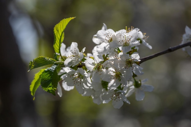 Fleur de cerisier au printemps avec des gouttes de pluie om pétales blancs photographie gros plan Fleurs de printemps