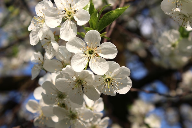 Fleur de cerisier au printemps jardin ensoleillé sur un arrière-plan flou