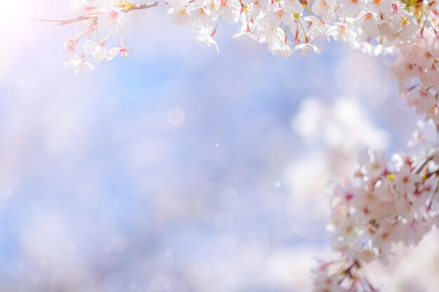 Photo fleur de cerisier au printemps pour l'arrière-plan ou espace de copie pour le texte