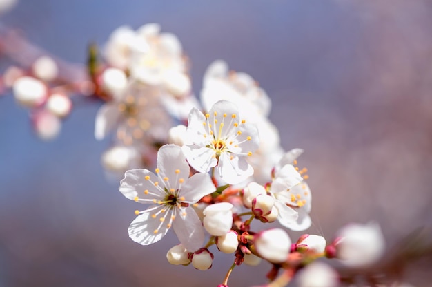 Fleur de cerisier au printemps pour l'arrière-plan ou l'espace de copie