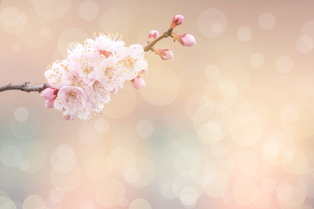 Fleur de cerisier au printemps pour le fond ou l'espace de copie pour le texte