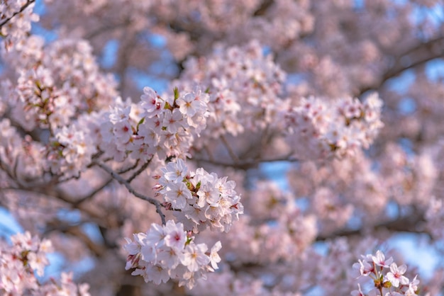 Fleur de cerisier au printemps