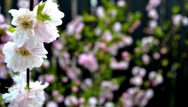 Fleur de cerisier au printemps