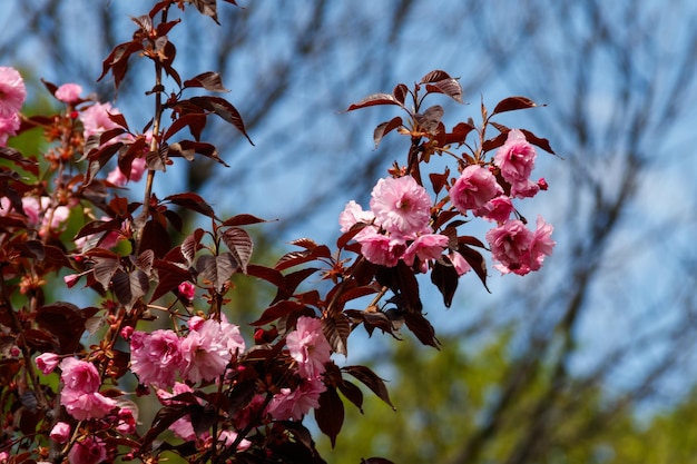 Fleur de cerisier au printemps