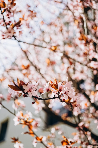 fleur de cerisier au printemps