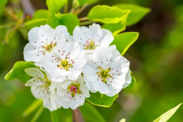 Fleur de cerisier au printemps