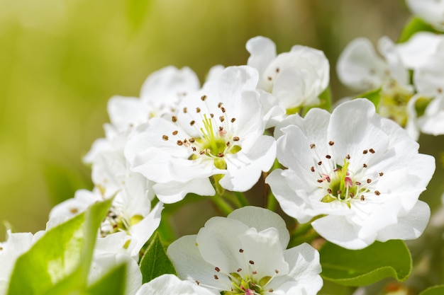 Fleur de cerisier au printemps