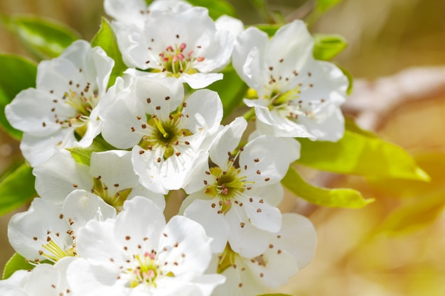 Fleur de cerisier au printemps