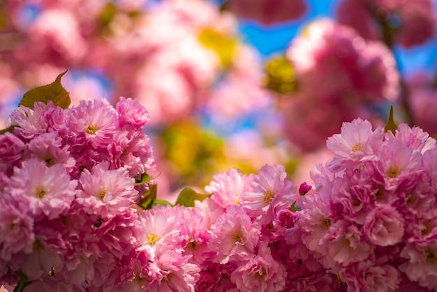 Fleur de cerisier beau printemps floral abstrait de la nature sacura cherrytree cher japonais