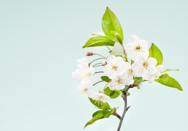 Fleur de cerisier blanc au printemps