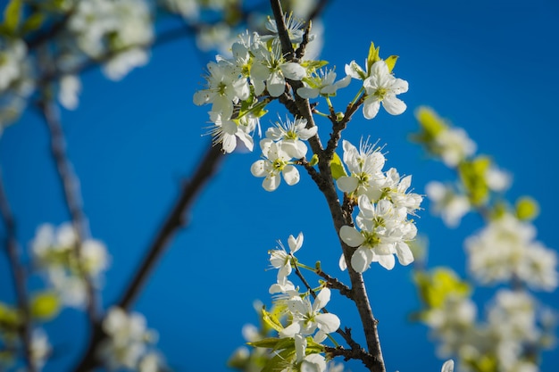 Fleur de cerisier blanc sur ciel bleu