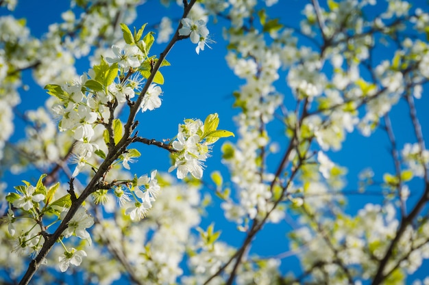 Fleur de cerisier blanc sur ciel bleu