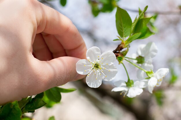 Fleur de cerisier sur une branche