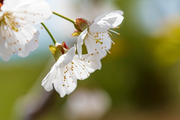 Fleur de cerisier. Concept de nature de saison de printemps.