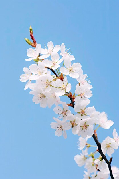 Fleur de cerisier contre le ciel bleu clair