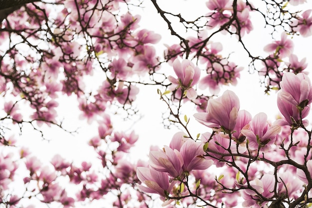 Fleur de cerisier de couleur rose vif sur grand arbre