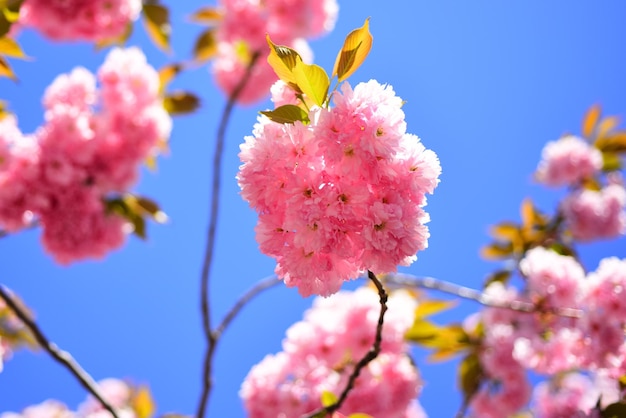 Fleur de cerisier Daisy fleur floraison fleurs marguerite dans le pré Sacura cherrytree beau floral spr