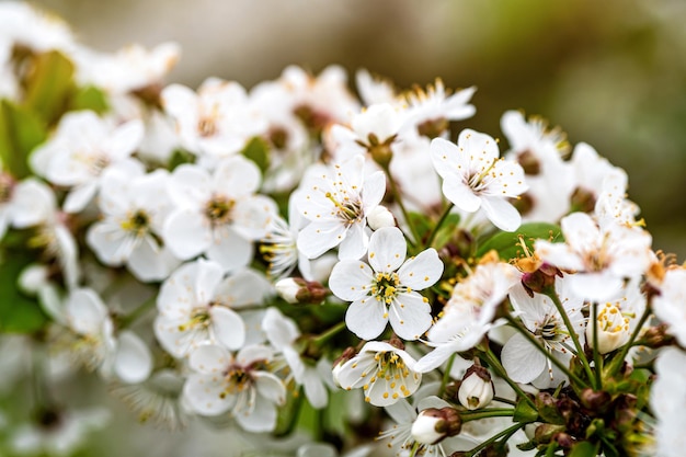 Fleur de cerisier dans le jardin fleurs blanches fleurissent dans les arbres gros plan flou