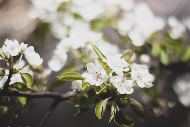 Fleur de cerisier dans le jardin de printemps