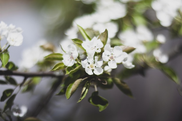 Fleur de cerisier dans le jardin de printemps