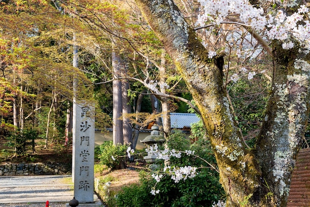 La fleur de cerisier dans le temple de Bishamondo à Kyoto, au Japon