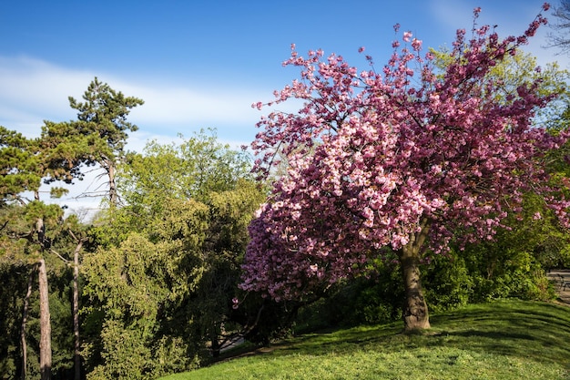 Fleur de cerisier du Japon au printemps