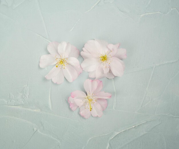 Fleur de cerisier fleur blanche sur fond gris fond d'écran de printemps carte postale