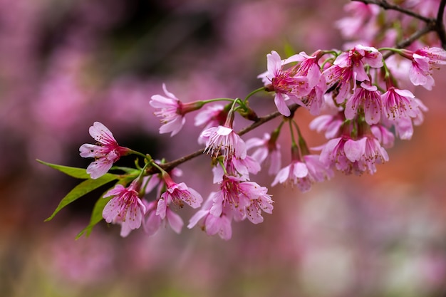 Fleur de cerisier - Fleur de Sakura - Cerise japonaise, Prunus serrulata