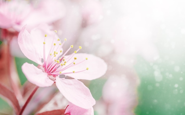 Fleur de cerisier ou fleur de Sakura sur fond vert nature