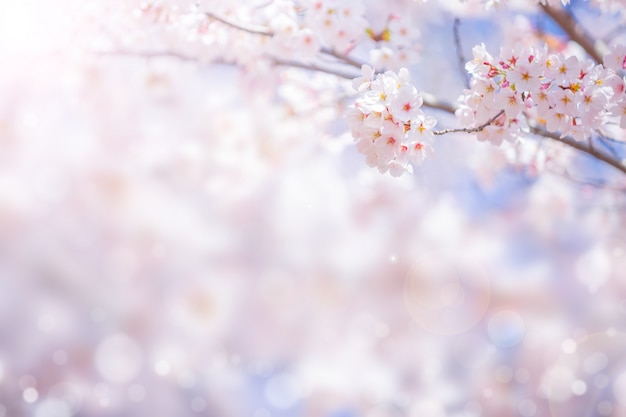 Fleur de cerisier en fleurs au printemps pour l'arrière-plan ou l'espace de copie pour le texte