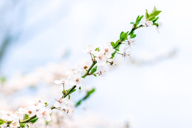 Fleur de cerisier et fleurs blanches de ciel bleu comme fond de nature