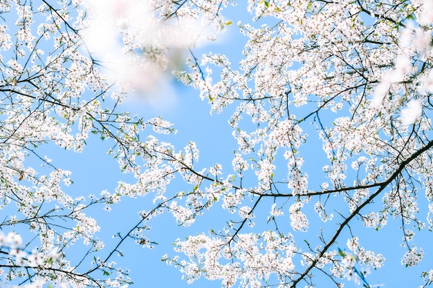 Fleur de cerisier et fleurs blanches de ciel bleu comme fond de nature