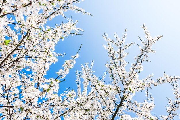 Fleur de cerisier et fleurs blanches de ciel bleu comme fond de nature