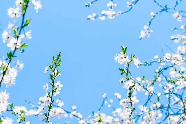 Fleur de cerisier et fleurs blanches de ciel bleu comme fond de nature