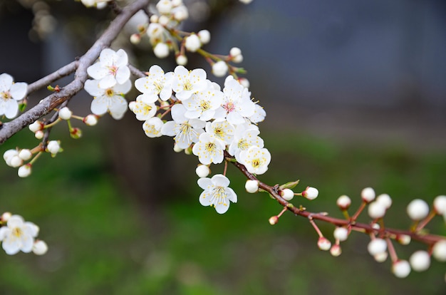 Fleur De Cerisier à Fleurs Blanches