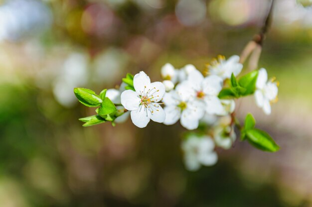 fleur de cerisier à fleurs blanches