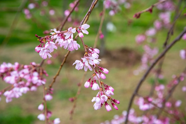 Fleur de cerisier, fleurs de sakura sur un arbre au printemps. Cerisiers dans le jardin