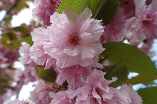 Fleur de cerisier fleurs de sakura arbre en fleurs pétales délicats roses