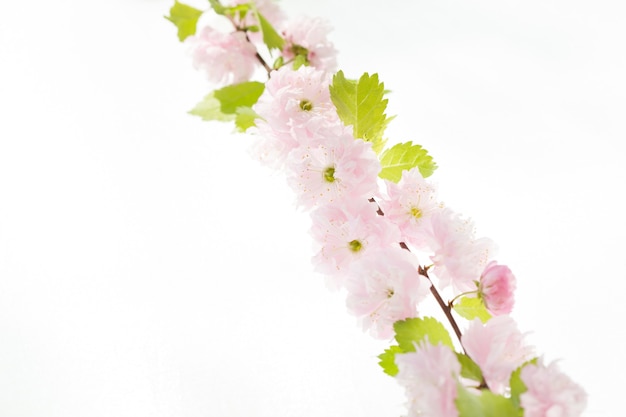 Fleur de cerisier, fleurs de sakura isolé sur fond blanc